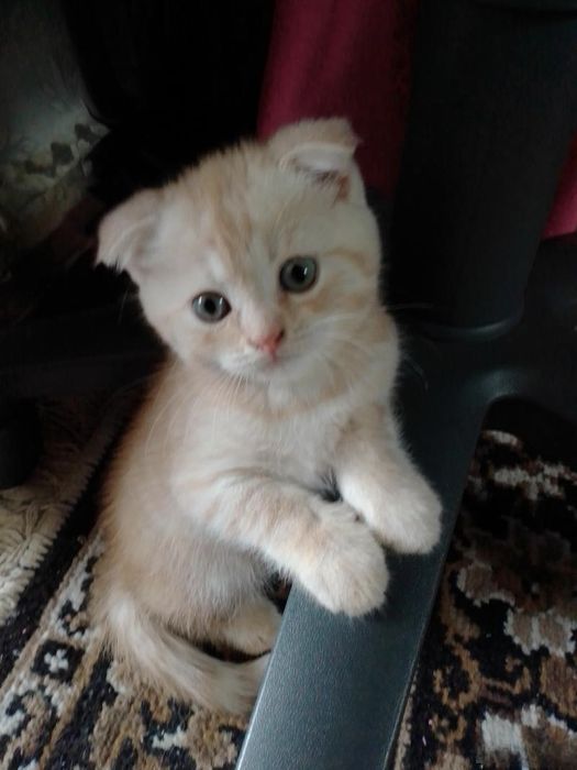 Вислоухие Шотландские котята