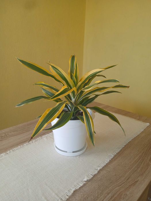 Цвете / Драцена  ..