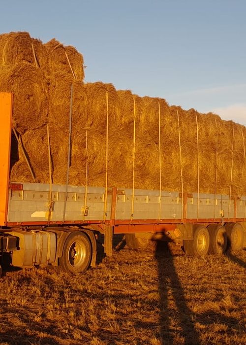 Шөп 2025. Сено разнотравье в рулонах