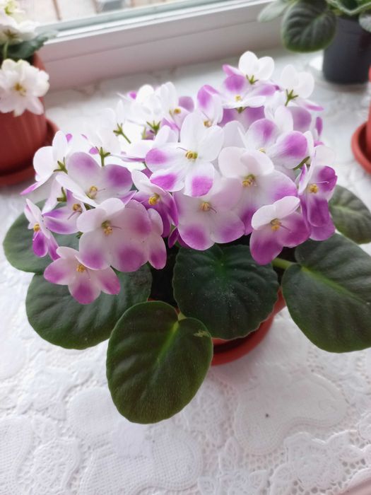 Продам фиалки (сенполии)