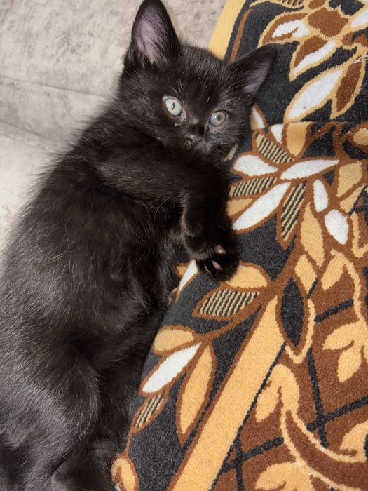 Скоттиш Страйт Scottish straight