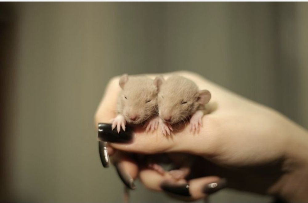 Крысята дамбо в продаже