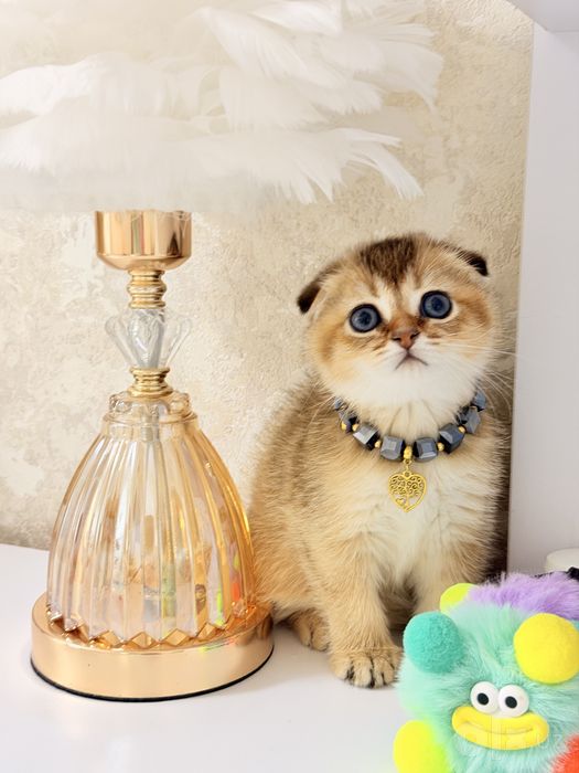 Котята чистокровные