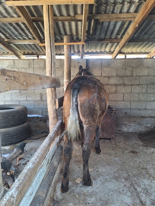 Ургашы тай сатылады