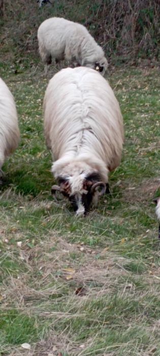 De vânzare doi miori periculoși, se pot vedea produși din ei, preț bun