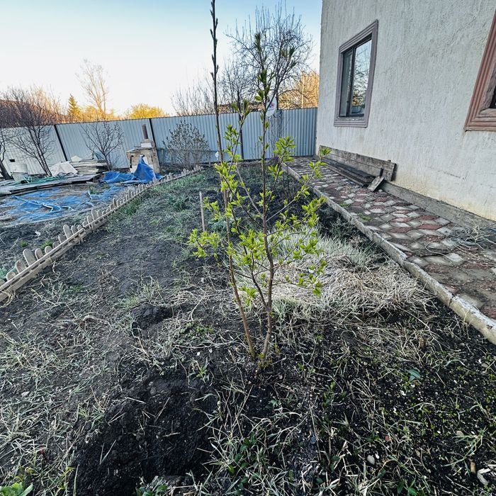 Продам саженец черемухи