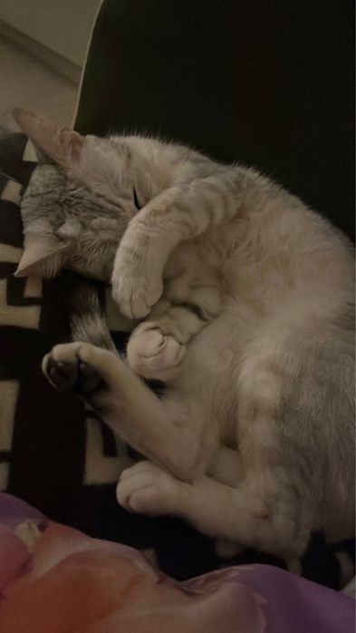 Британская шиншилла