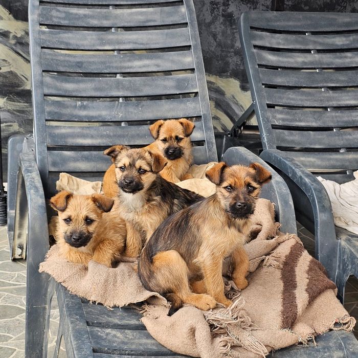 DONEZ 3 căței vaccinați, deparazitati