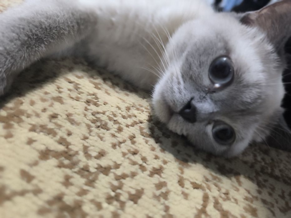 Шотландский скотиш страйт