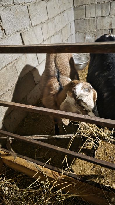 Продается беременная англо-нубийская коза