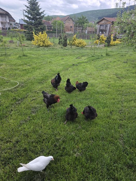 Vand Familie Marans Aramiu 2025  5+1