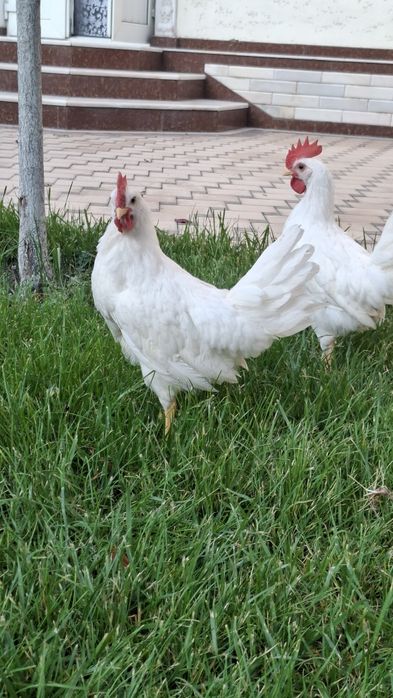 Leggorn xoʻrozlari 2 oylik qichqirdi