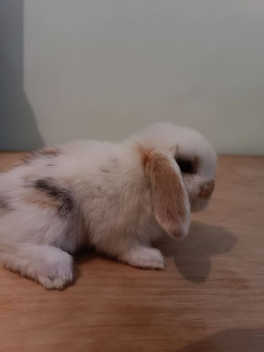 Karlik baran . Вислоухие кролик.  Карликовые кролики