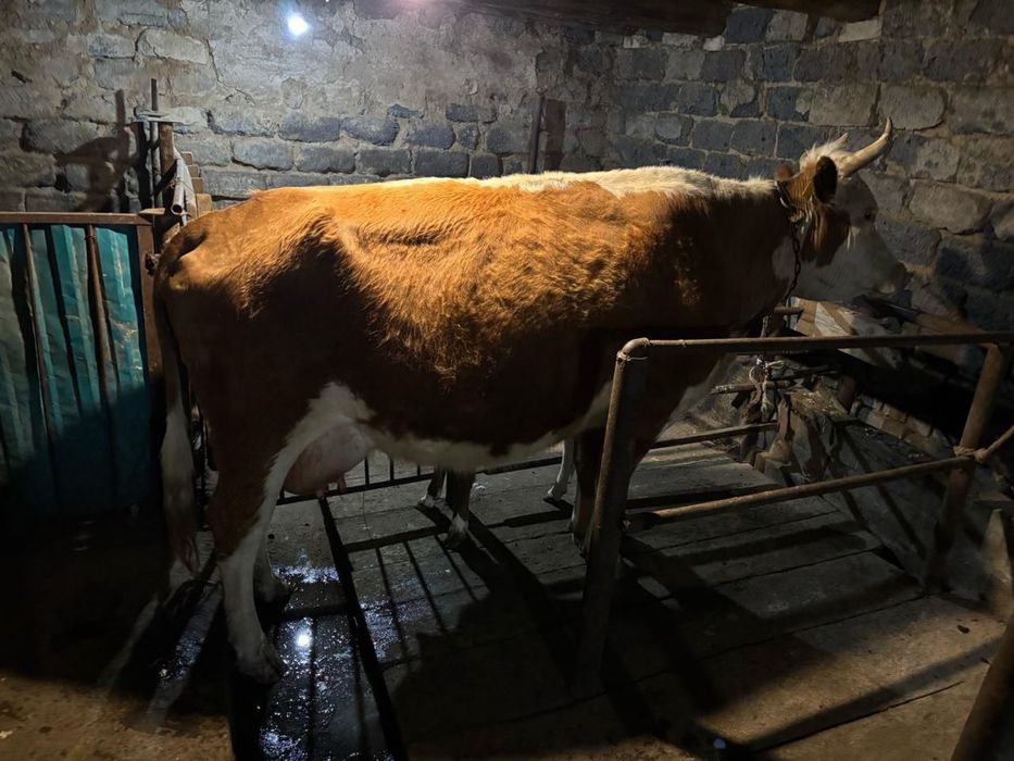 Продается корова стельная