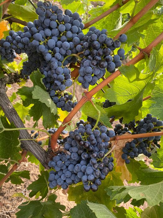 Vând struguri,Merlot