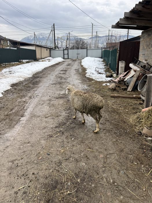 Қозылы қой баран