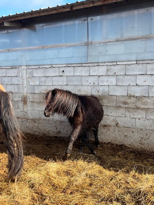 Пони за 500к хорошие