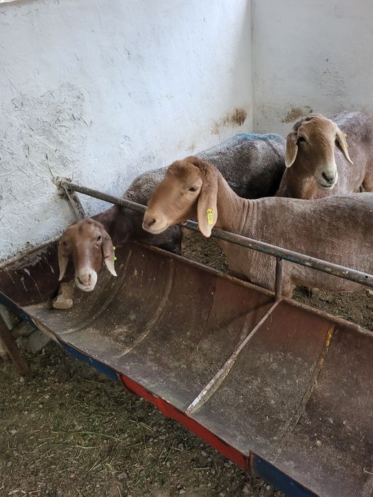 Арашан кучкор солулар