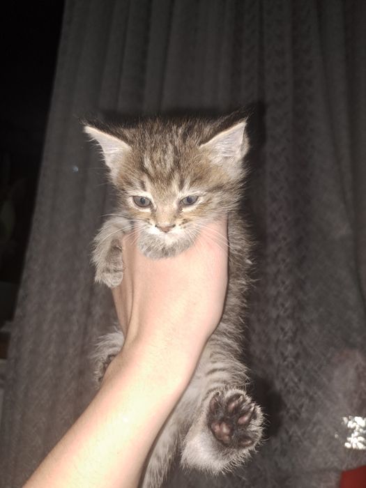 Отдам бесплатно 2 котят мальчики срочно!!!