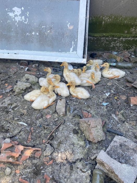 Rate pekin 2si 3 saptamani