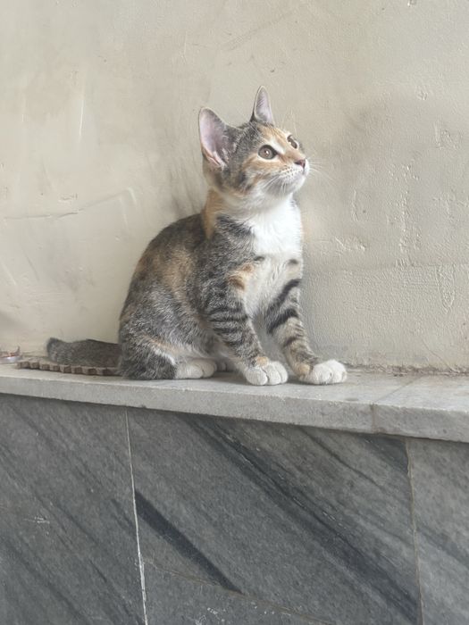 Котенок в добрые руки