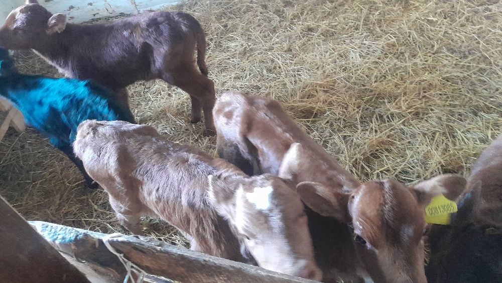 Продам телята  разные