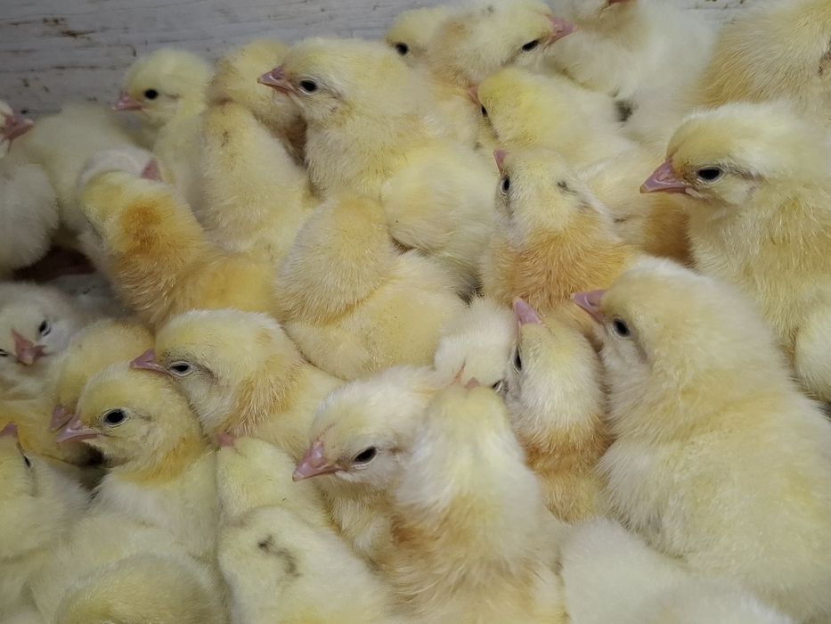 Цыплята Адлерская