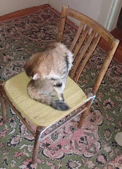 Стулья 10 шт есть каждый по 200 тисяч