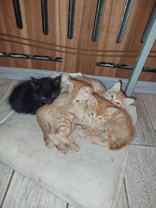 Отдам котят в хорошие руки