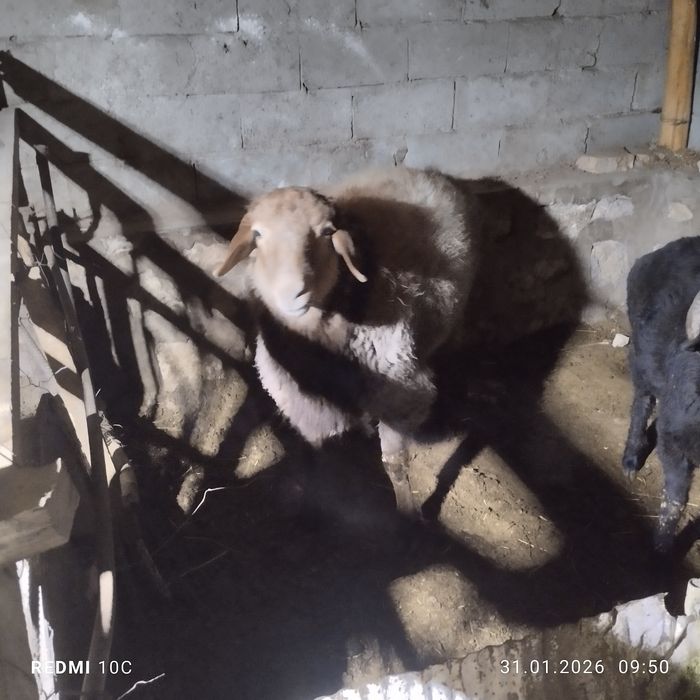 Зотдор кучкор сотилади