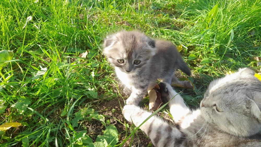 продам катят веслоухие