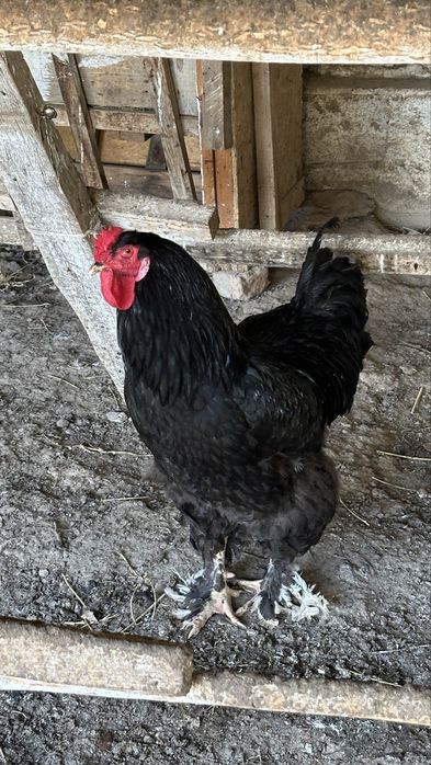 Брама кораз таза канды