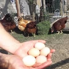 Ouă de țară bio de la  găini fericite