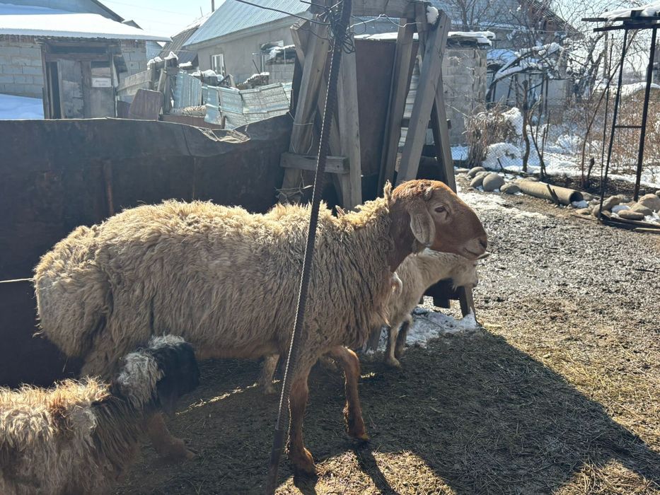 Гисар Арашан 2,4жас Қошқар