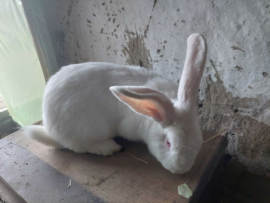 Vand iepuroi Urias Belgian