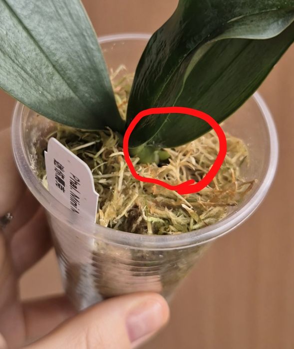 Орхидея Минимарк MiniMark