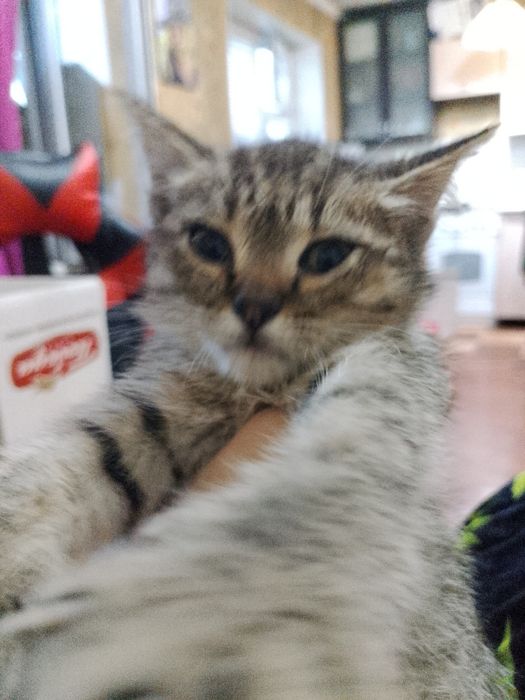 Отдам котенка(девочка) в надежные руки