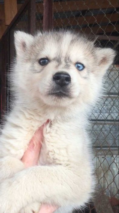 Серебристый мальчик с разными глазками