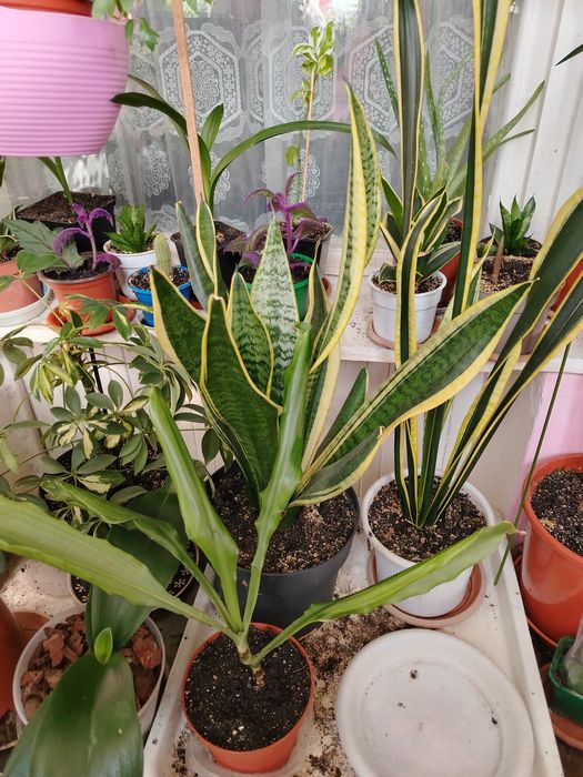 Продаются комнатные цветы