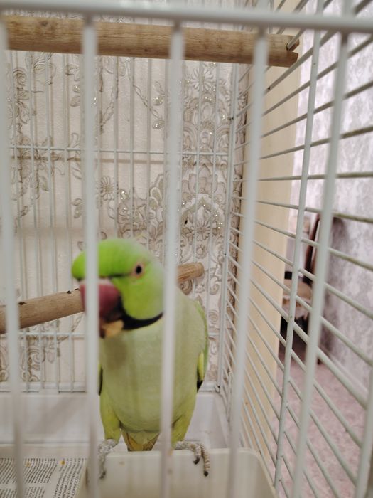 Продам ожерелового попугая