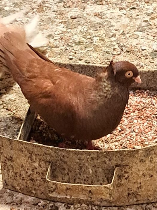 Vând sau schimb porumbei zburători i de înălțime