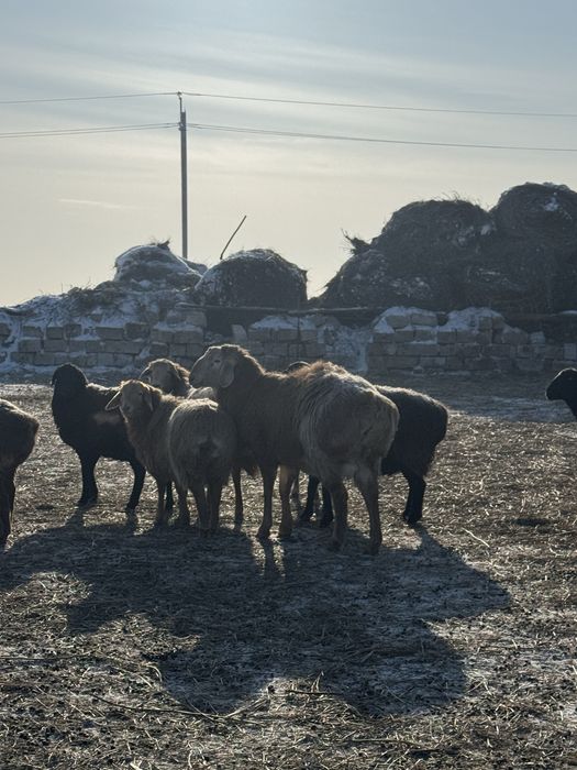 Арашан қошқарсатамын