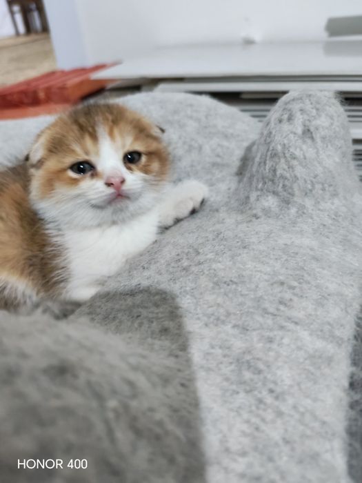 Золотая шиншила 2 месяца красивая умная