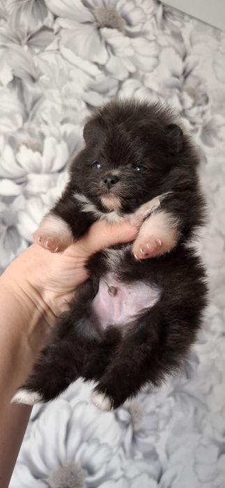 Щенки мини мини шпицульки