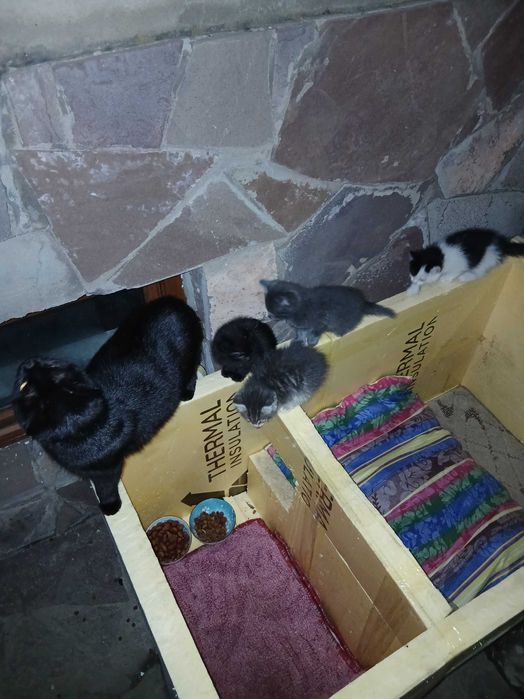 Котята бесплатно