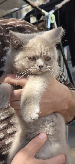 Очаровательный пушистый котенок Британский (девочка)