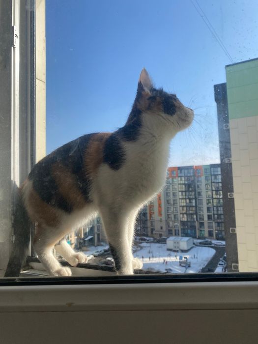 Отдам котёнка в хорошие руки