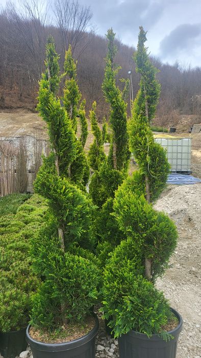 Vând plante ornamentale