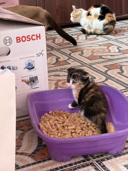 Отдам котят в добрые руки