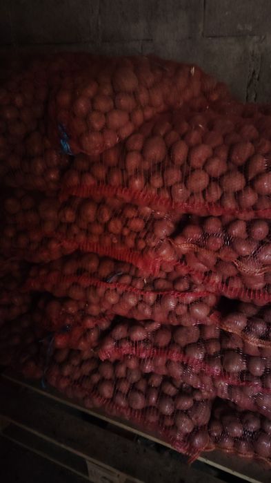 Cartofi consum de vanzare